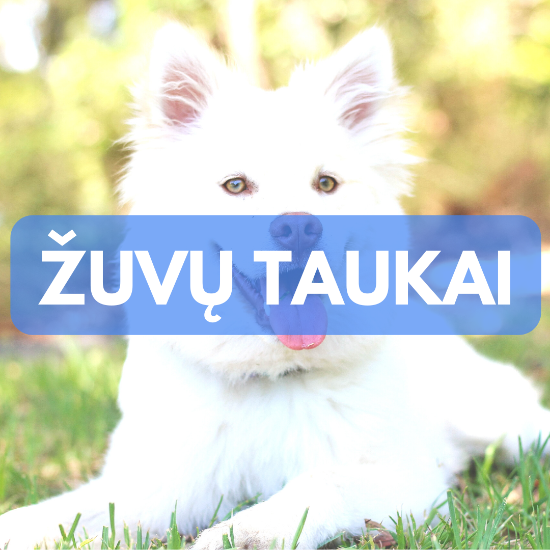 Prekės šunims - žuvų taukai