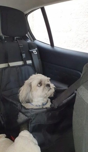 Šuns Transportavimo Krepšys